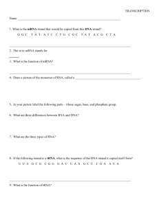 RNA Transcription Worksheet