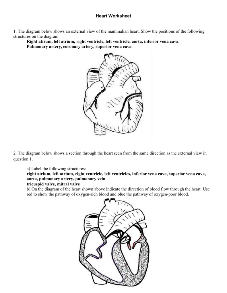 4-heart-worksheet