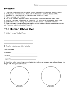 The Human Cheek Cell KEY