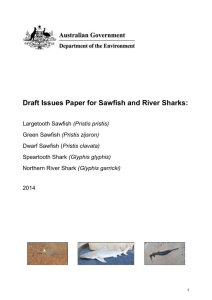 Draft Issues Paper for Sawfish and River Sharks