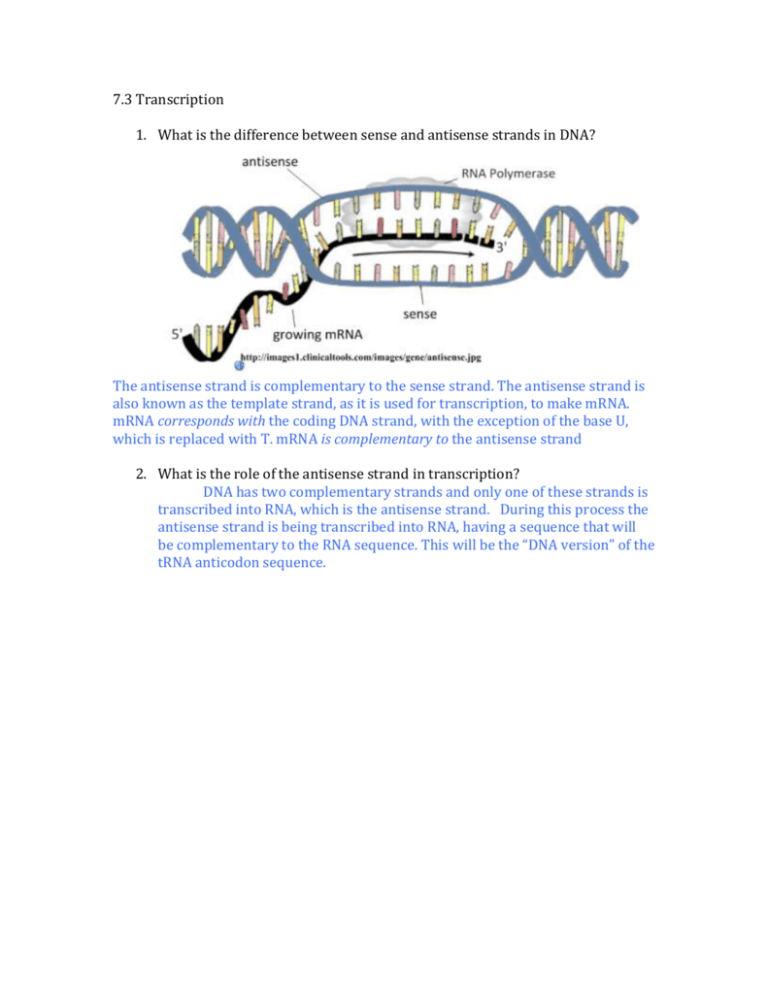 review-questions-biology4friends