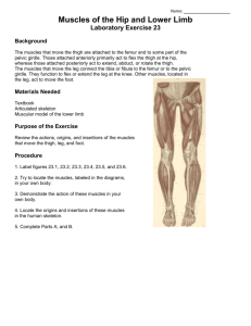 Muscles of the Hip and Lower Limb Laboratory Exercise 23
