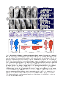 Fig. 1. Morphological changes in molar spatial patterning in mouse