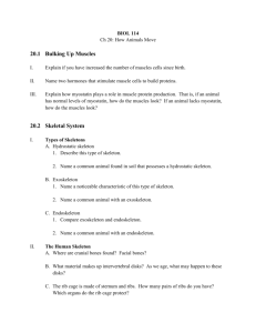 20.4 Skeletal Muscle Structure and Function