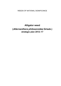 Alligator weed - Weeds Australia