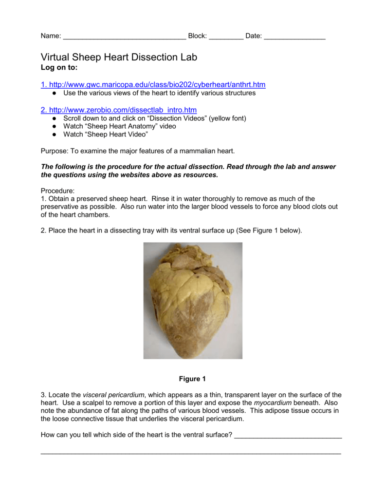 Sheep Heart Dissection Lab