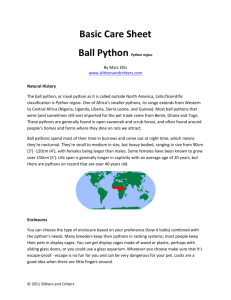 Ball_Python_Basic_Ca.. - Slithers and Critters