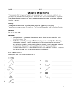 Shapes of Bacteria