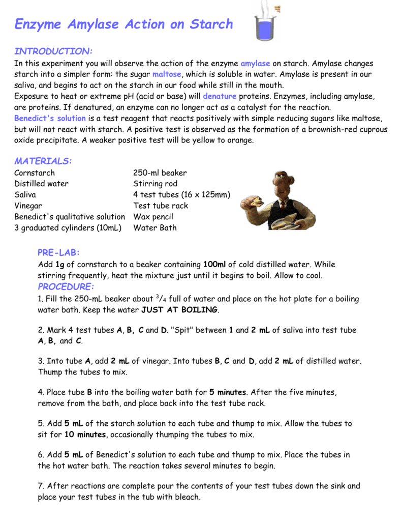 Enzyme Amylase Action On Starch Introduction