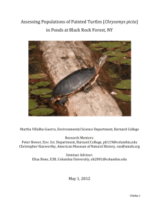 Chrysemys picta - Black Rock Forest Consortium