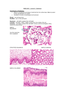 BMED 2801 – Lecture 9 – Epithelium Classification of Epithelium