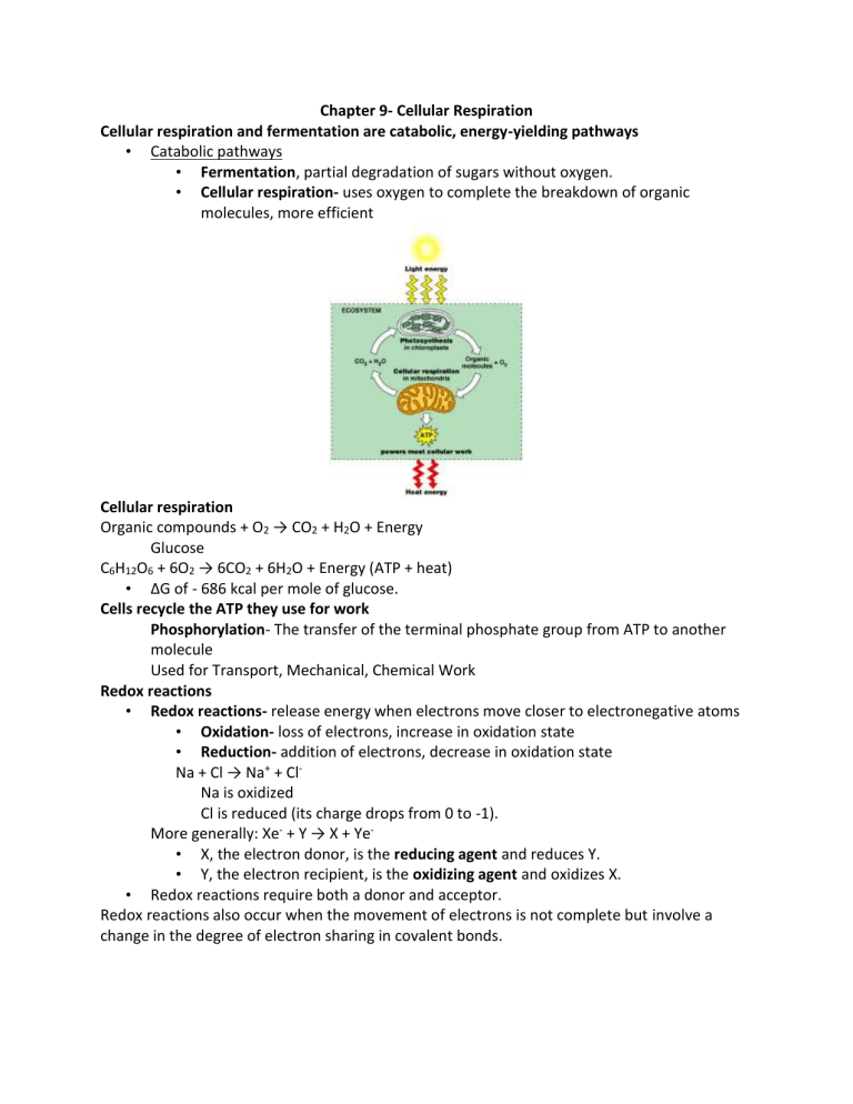Chapter 9- Cellular Respiration Cellular respiration and - 006850958 1 De5a98c1fc9a1b871D3193fcac2a5a1c 768x994