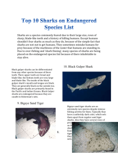 Top 10 Sharks on Endangered Species List