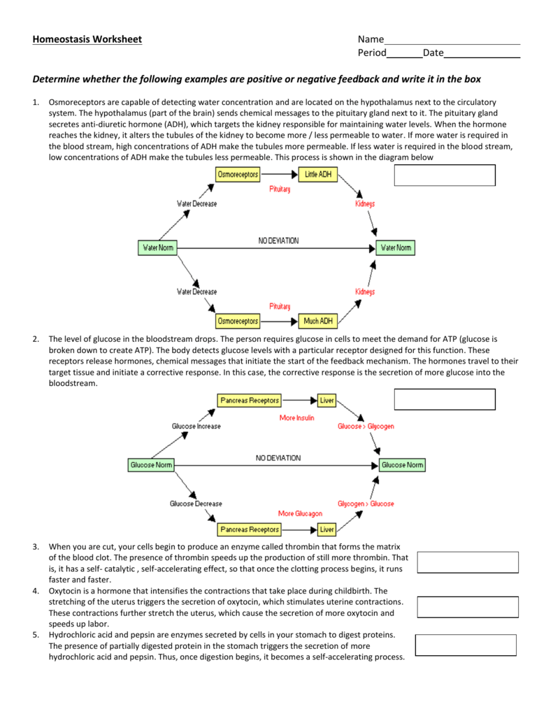 Homeostasis Worksheet With Answers Pdf