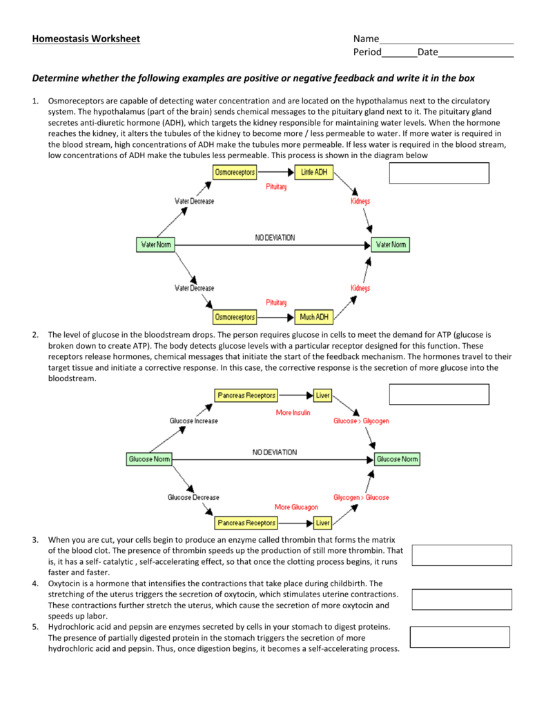 Skeletal Homeostasis Calcium Balance Worksheet