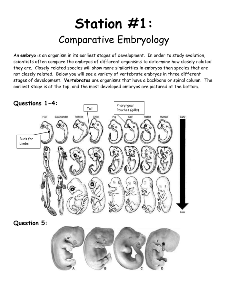 Evidence Of Evolution Stations
