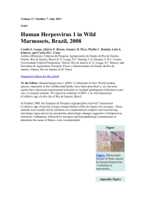 Human Herpesvirus 1 in Wild Marmosets, Brazil, 2008