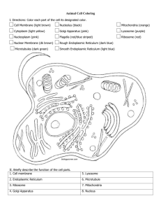 Animal and Plant Cell Coloring