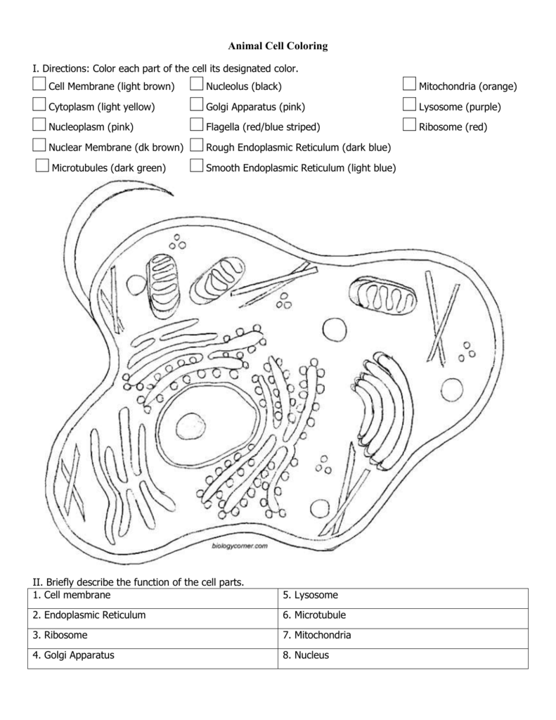 Animal Cell Worksheet Answers