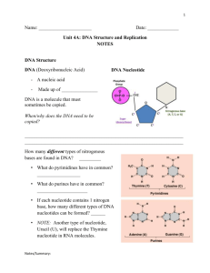 DNA Nucleotide