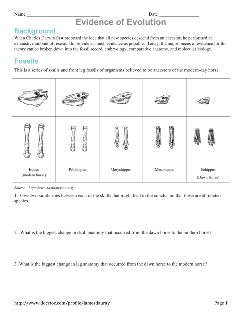 Fossil Evidence Of Evolution Worksheet Answer Key