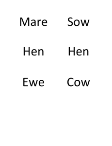 Mare Sow Hen Hen Ewe Cow A mother pig is called a sow. When