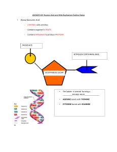 ANSWER KEY Nucleic Acid and DNA Replication Outline Notes