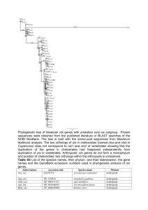 Phylogenetic tree of bilaterian otx genes with aristaless (arx) as