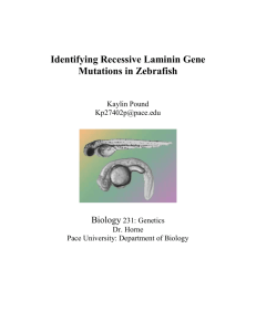 Identifying Recessive Laminin Gene Mutations in Zebrafish