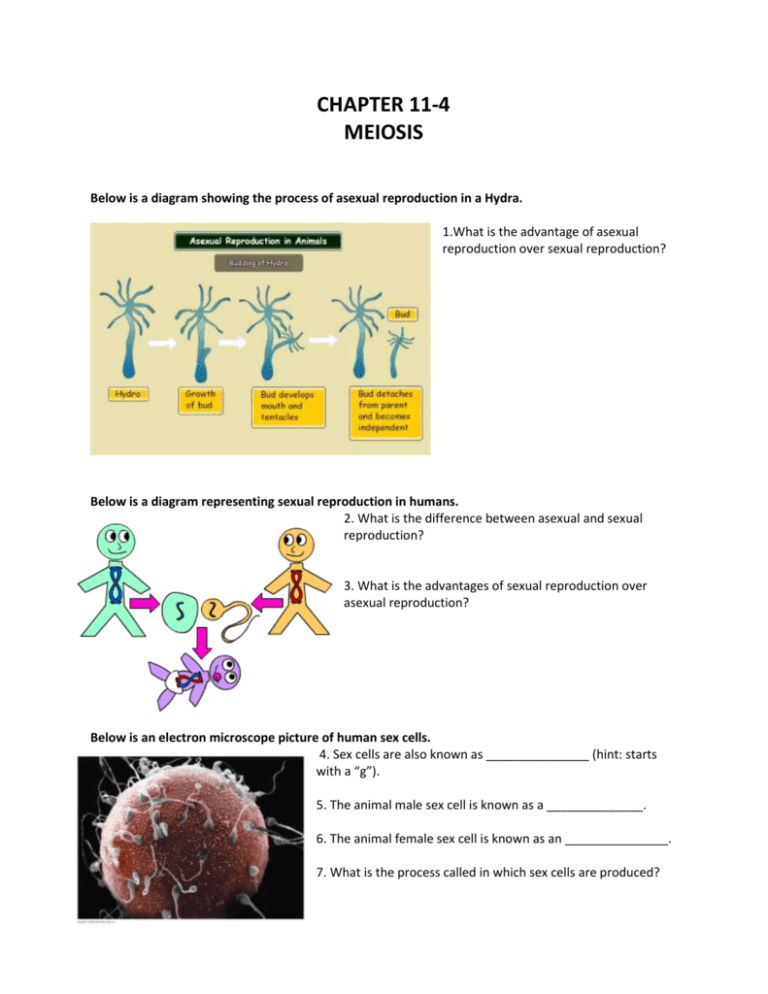 Unit 6 Cellular Reproduction Chp 11 4 Meiosis