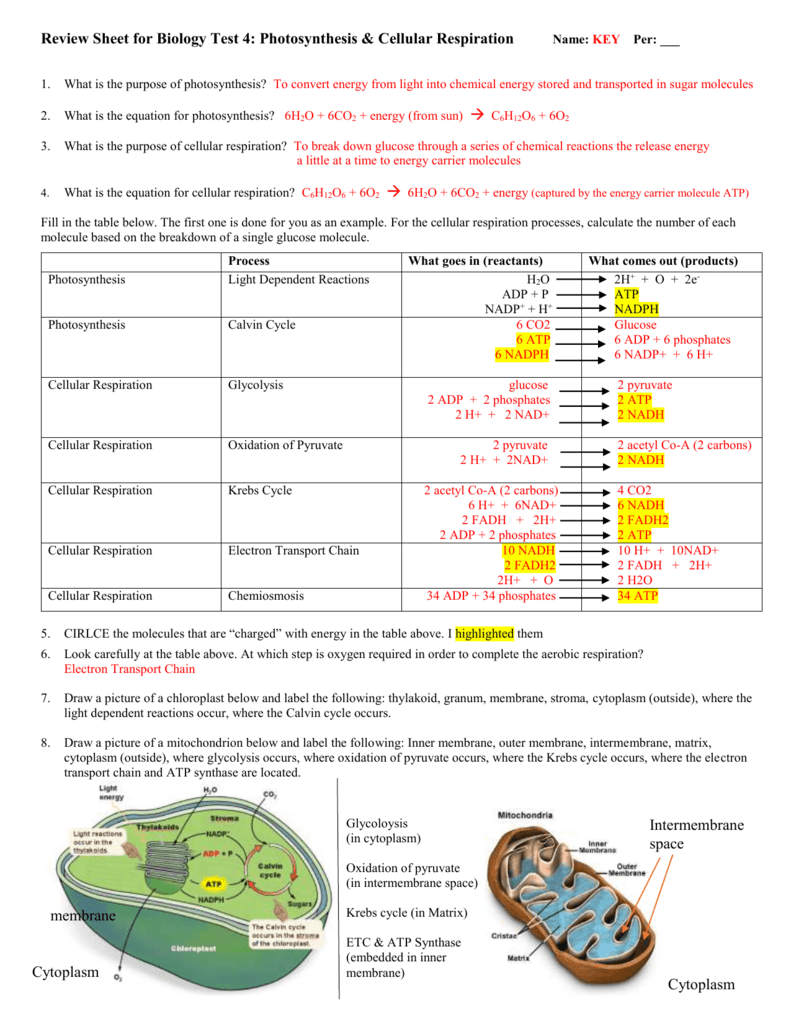 Cellular Respiration Worksheet Answer Key