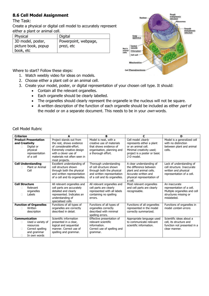 Cell Model Assignment