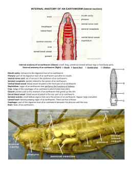 earthworm dissection continued earthworm dissection earthworm dissection continued earthworm dissection