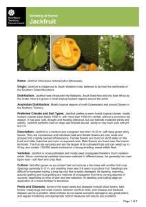 Growing at home- Jackfruit - Northern Territory Government