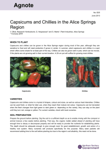 Capsicums and Chillies in the Alice Springs Region DOCX