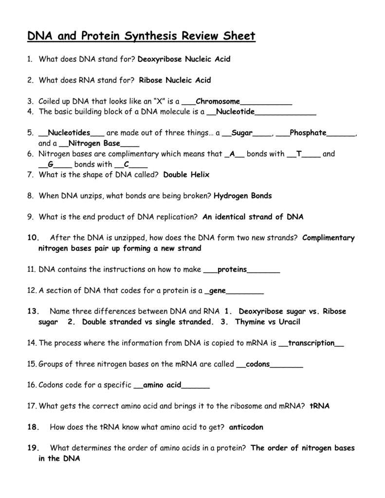 DNA and Protein Synthesis Review Sheet