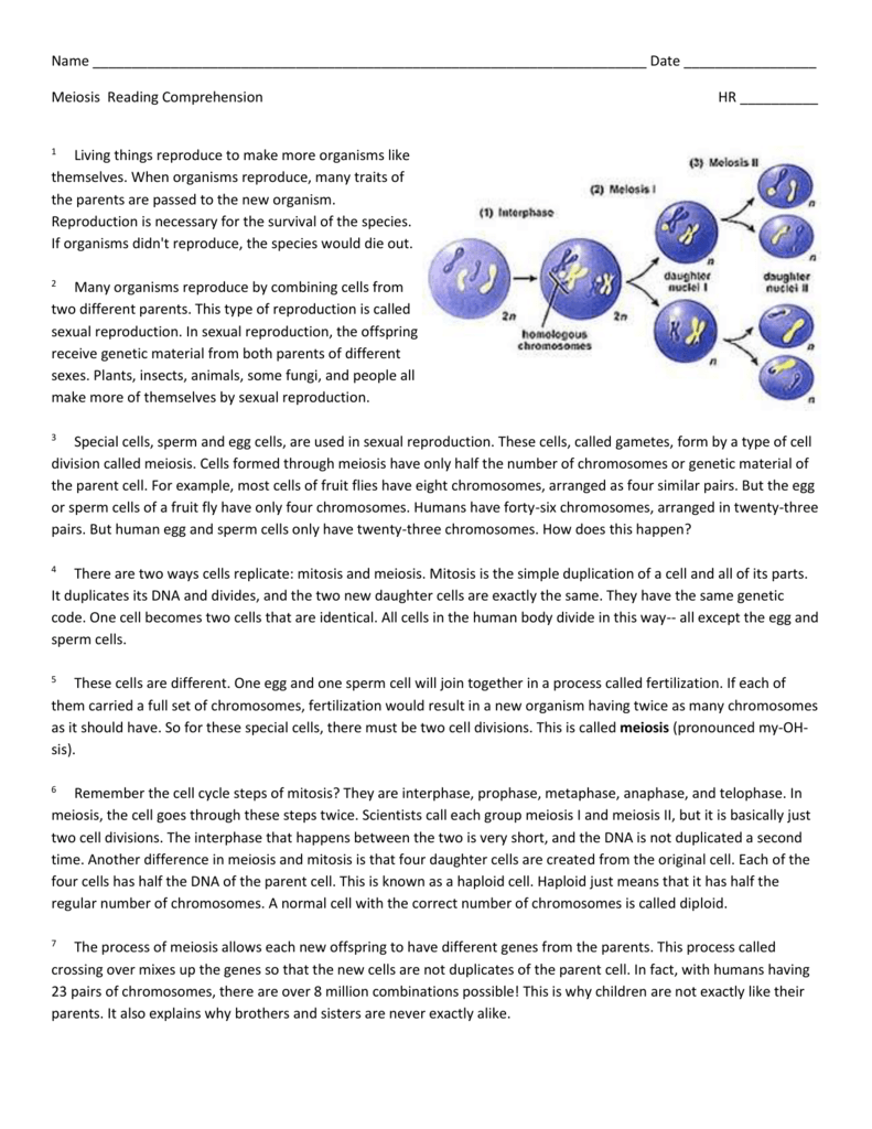 Meiosis Reading Comprehension