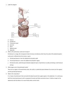 peritoneum and major abdominal vessels notes