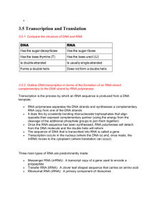 3.5 Transcription and Translation