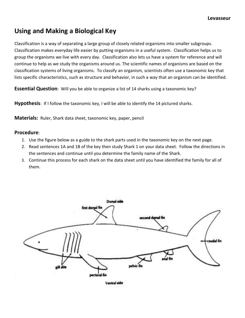 classifying-sharks-using-a-dichotomous-key-worksheet-answers-bmp-wabbit