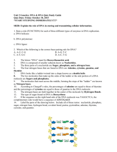 Unit 2 Genetics DNA and RNA Quiz Study Guide Ke