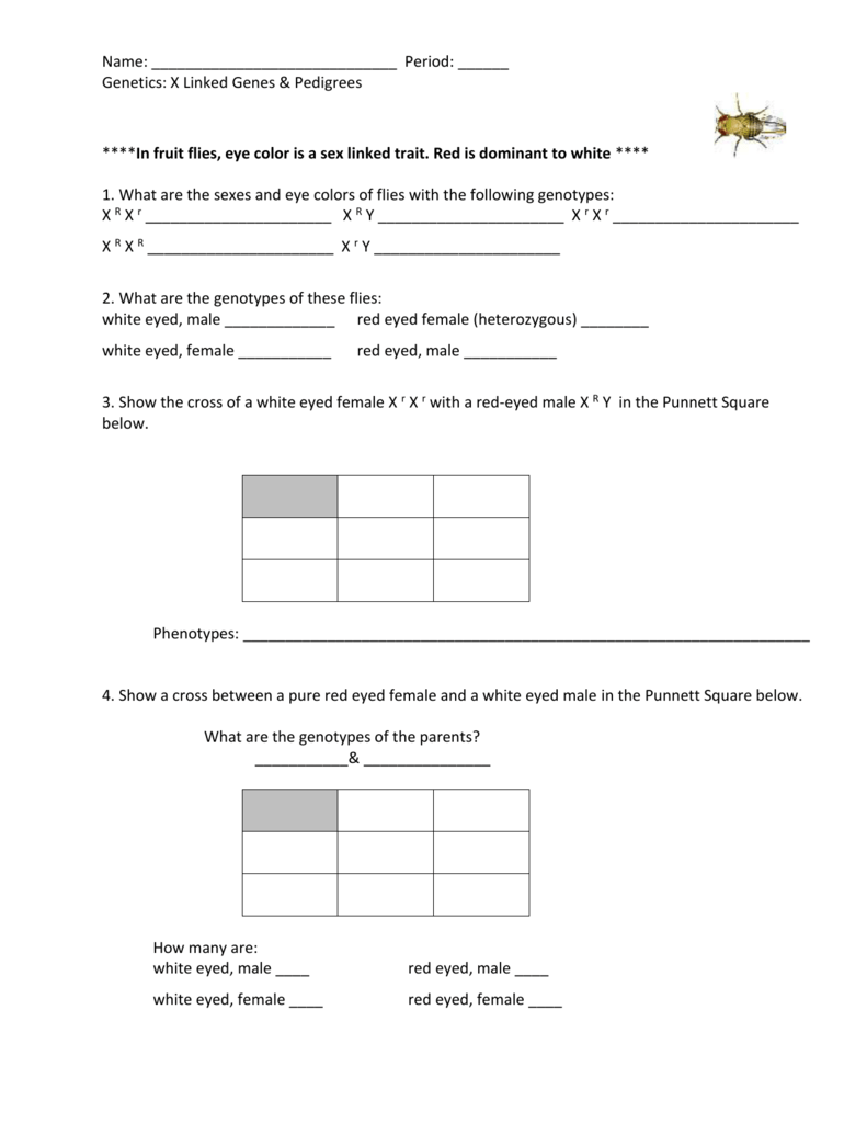 Name: Period: ______ Genetics: X Linked Genes & Pedigrees ****In With Genetics X Linked Genes Worksheet