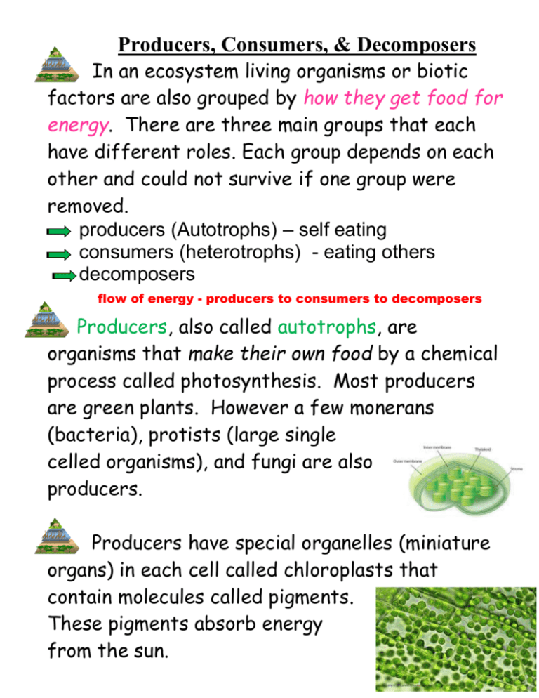 producers-consumers-decomposers