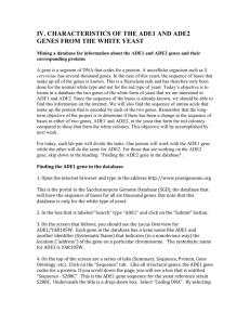 Characteristics of the ADE1 and ADE2 genes from the white yeast