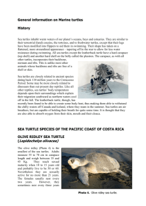 SEA TURTLE SPECIES OF THE PACIFIC COAST OF