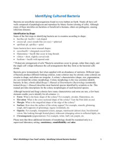 Identifying Cultured Bacteria Handout