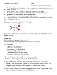 Protein Model Worksheet