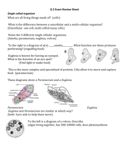 Title: Protist Lab Activity