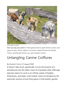 Untangling Canine Coiffures
