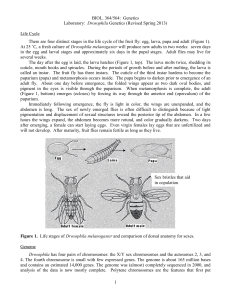 Drosophila Lab Handout FA13